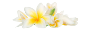 Orchids | Ubud | Bali Bliss Retreats | Jo Worthy